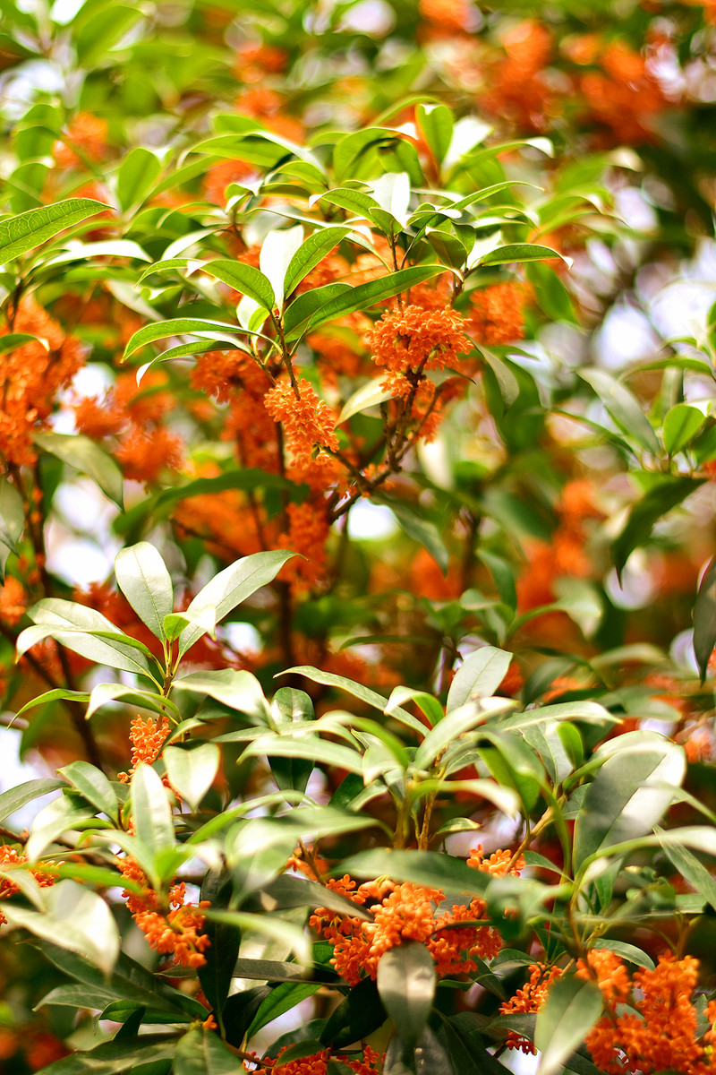 手捧桂花,余香之恋涌上心头;世间美好之季