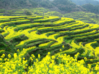 特價黃山游_黃山旅游價格多少_黃山游價格