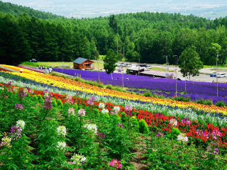幾月份去日本最便宜_日本最佳旅游路線_十一日本游