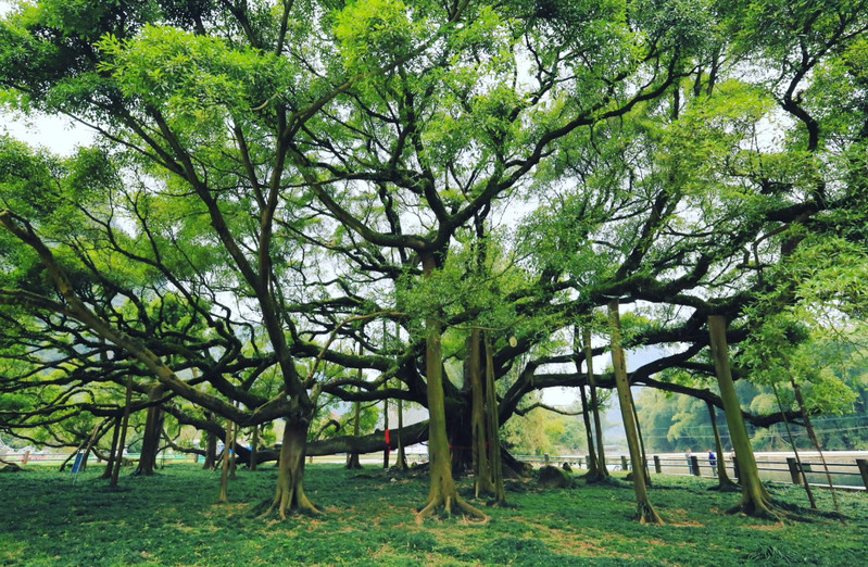 阳朔大榕树                     华夏第一