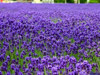 春节新疆游价格_新疆9日游跟团费用_新疆双人旅游价格