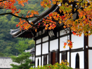 日本十一日游价格_旅游公司日本_日本旅游双飞价格