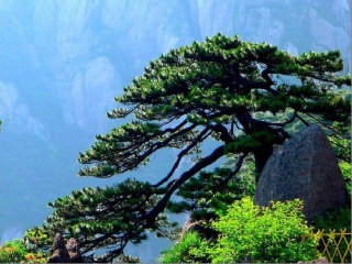 黃山旅游團(tuán)_去黃山游怎么省錢_到黃山旅游多少錢