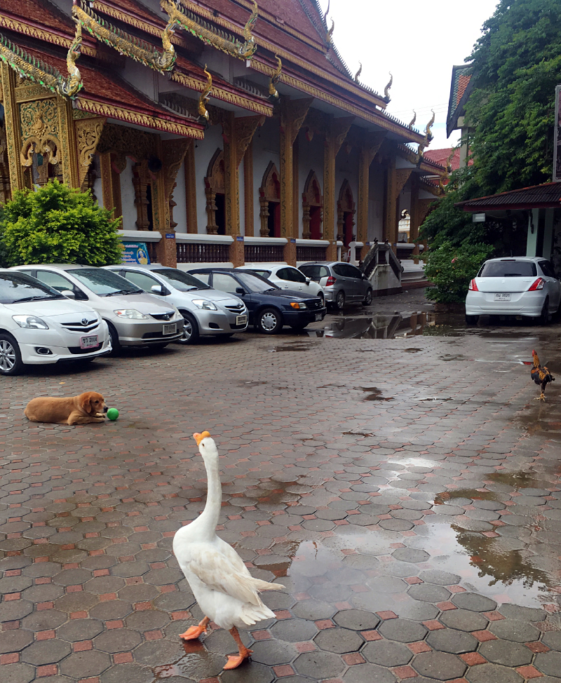 #牛牛伴我闯天涯# 猫猫在路上--走一个不一样的