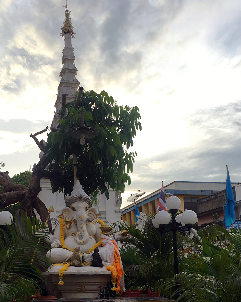 #牛牛伴我闯天涯# 猫猫在路上--走一个不一样的