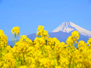 十一日本游_跟團(tuán)日本旅游價(jià)格表_去日本旅游多少錢