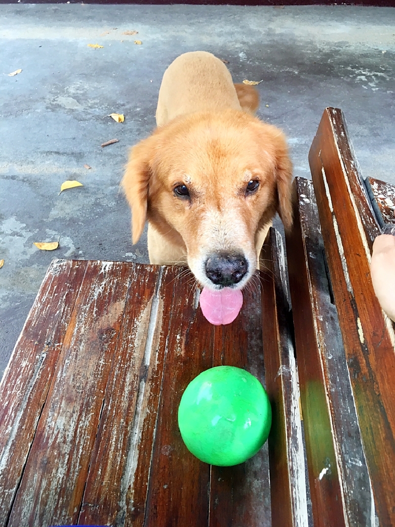 #牛牛伴我闯天涯# 猫猫在路上--走一个不一样的