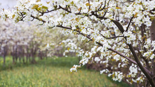 【2017三亚国际兰花节】_2017三亚国际兰花节时间|地点|门票