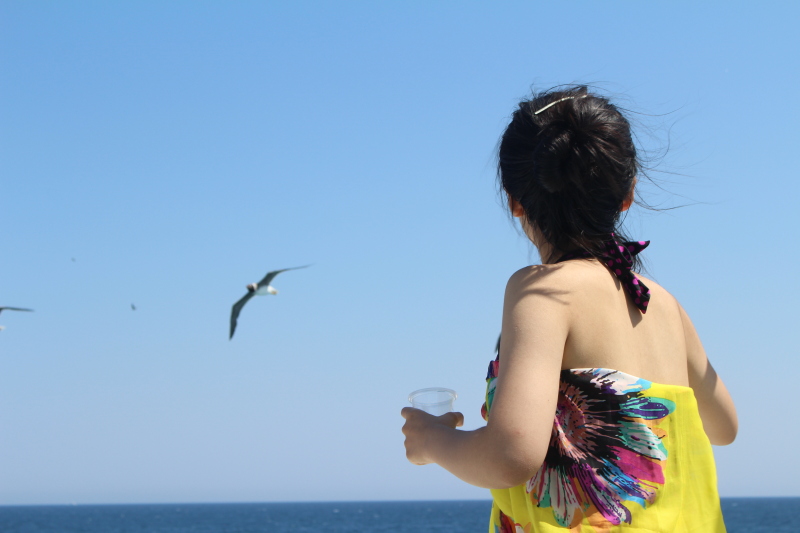 倒是有成群的海鸥,盘旋在海空,饵料抛上去