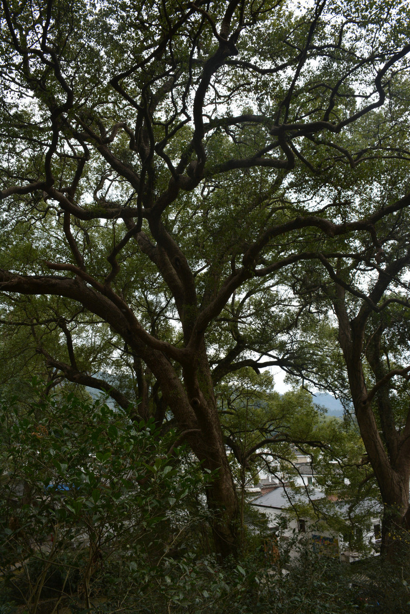 婺源晓起p78:站在千年红豆杉这儿看神樟树