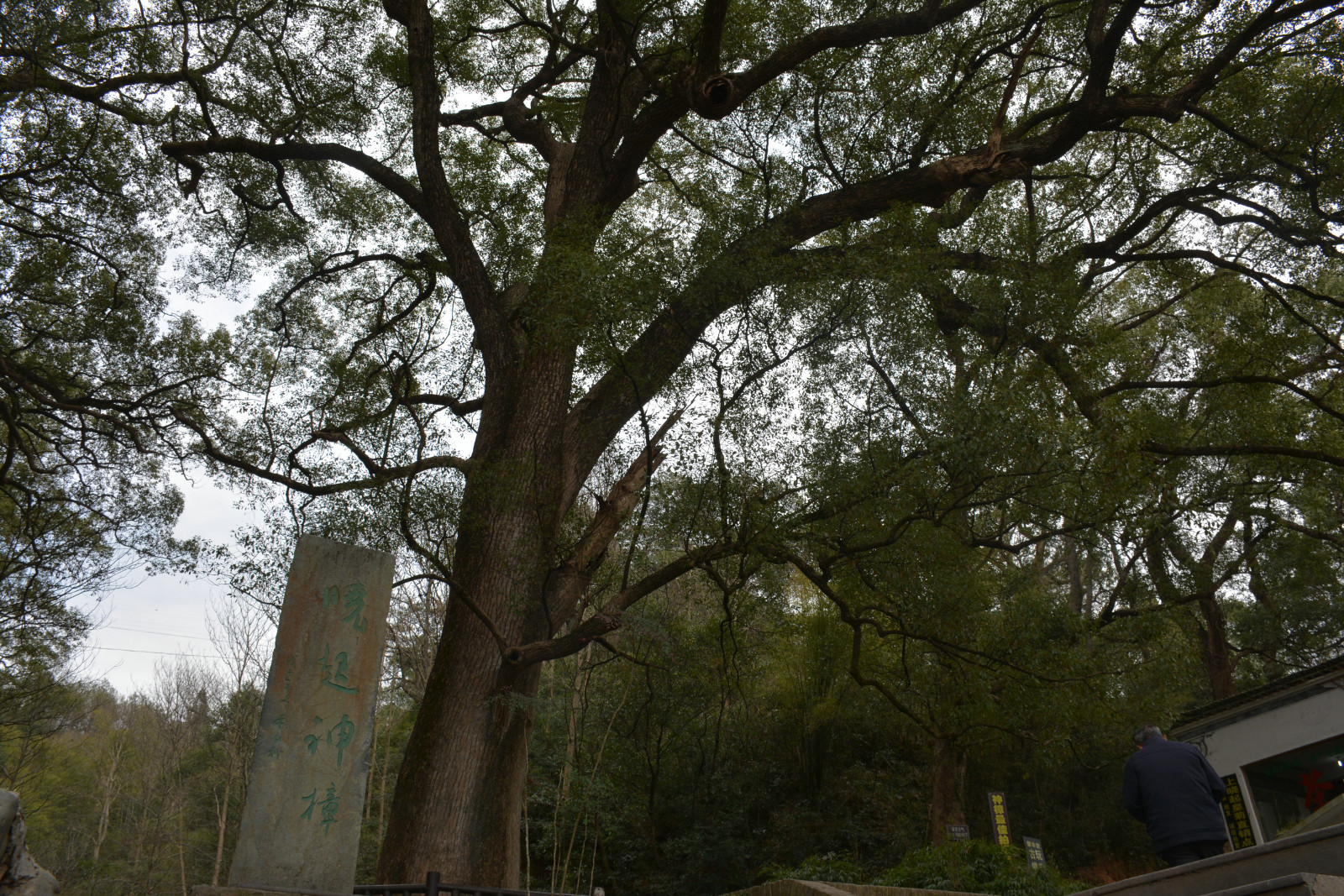婺源晓起p68:据说,这棵樟树已有一千五百多年的历史了