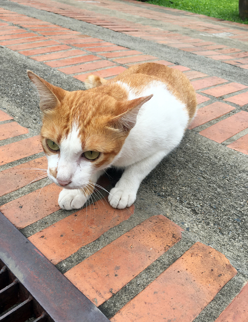 #牛牛伴我闯天涯# 猫猫在路上--走一个不一样的