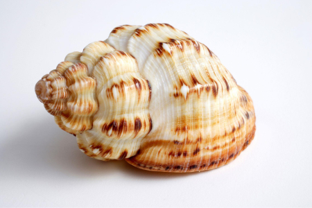 food_picture