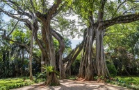 穿越莫里热带雨林