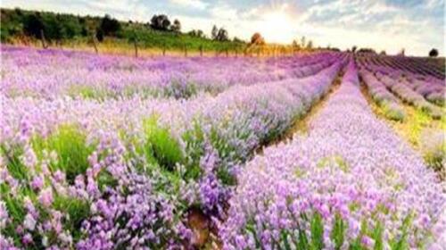 <孝感金卉庄园1日游