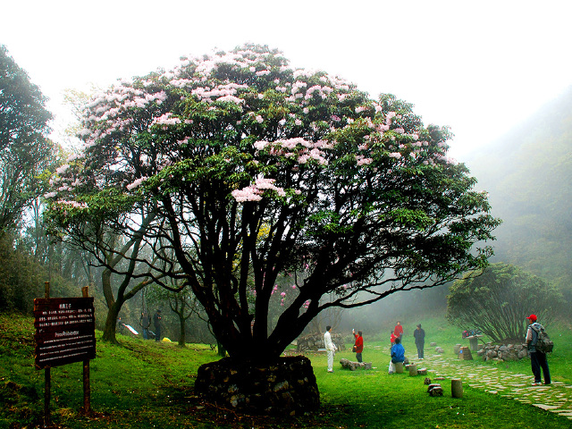 南川金佛山-金佛寺-天星小镇1日游>赏高山杜鹃花,含价值80元交通索道