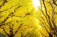 秋天去银杏谷赏银杏