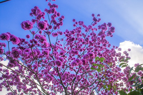 紫花风铃木,予你花开盛世