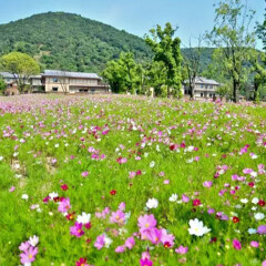 拈花湾