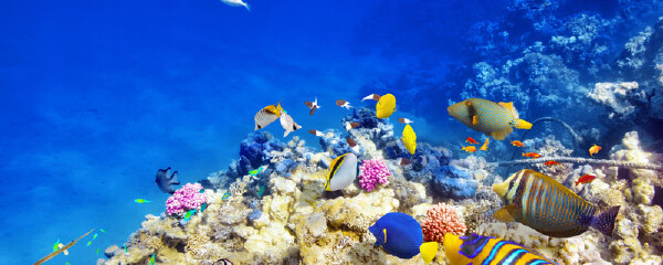 印度尼西亚旅游资讯