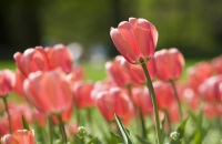 去金卉庄园赏花