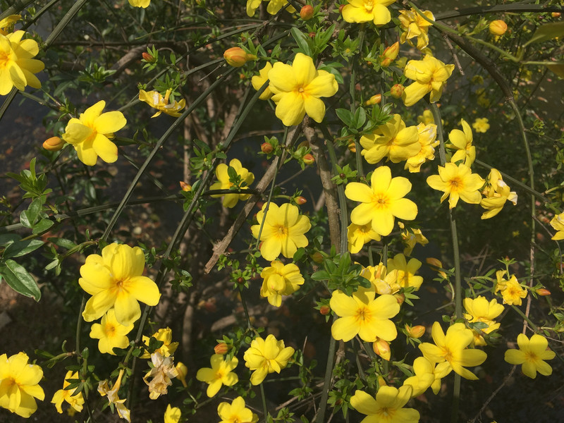 迎春花迎得百花共芬芳