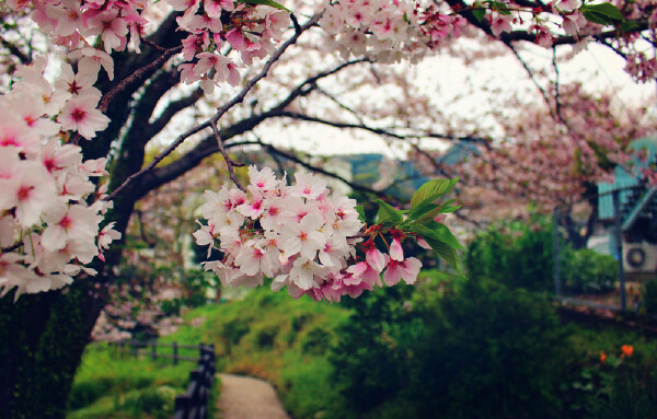 京都哪些地方非常值得去_京都最应该去哪玩_