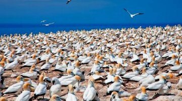 【中文用车 经典优选】 奥克兰市内包车一日游