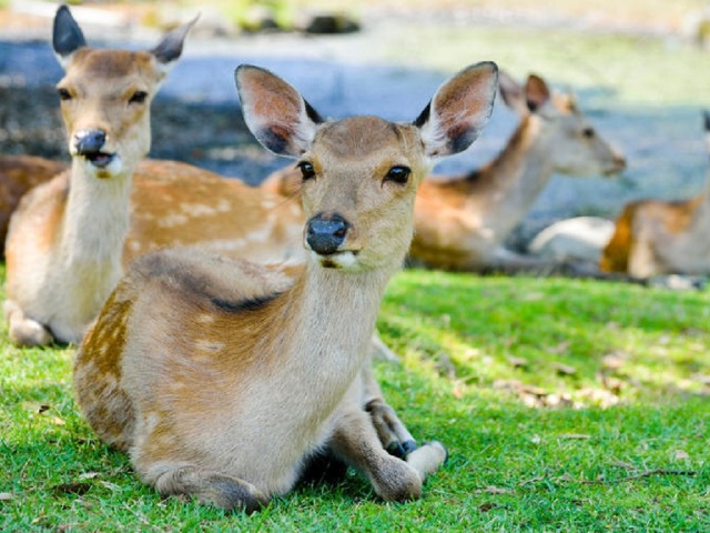 <日本大阪+京都+奈良机票+地接6日游