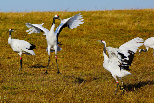 齐齐哈尔有什么美食_齐齐哈尔特产有哪些_齐