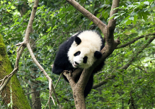 那么去四川旅游有哪些好吃的美食和特产呢?下面大家一起来看一看吧,我给大家介绍一下。首先给大家介绍一下锦里小吃一条街,锦里小吃一条街有各种好吃的,当地比较有特色的名吃在这都能吃到,比如,伤心凉粉,担担面,三大炮,应有尽有品种非常的繁多记的朋友一定不要错过呀!