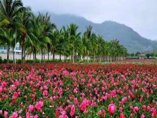 十月份去海南三亞好嗎_十一海南三亞游報(bào)價(jià)_海南三亞旅游最佳路線