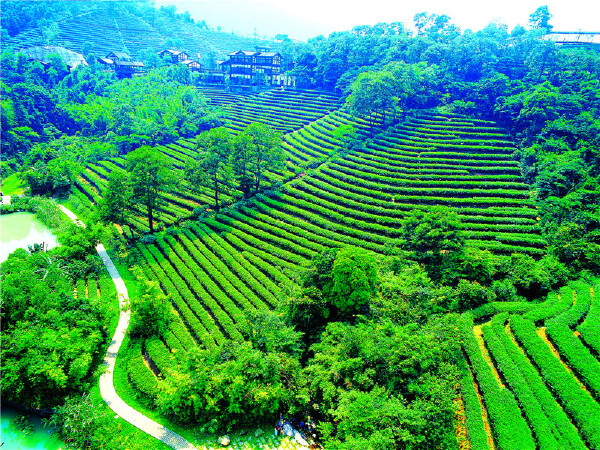 茶溪谷1月天气怎么样_茶溪谷1月穿衣指南_花