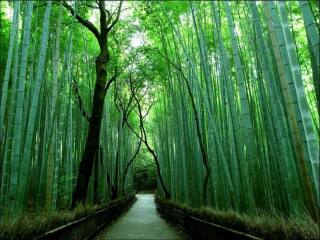 十月份去日本好嗎_日本旅游大概多少錢_日本旅游幾月份最好