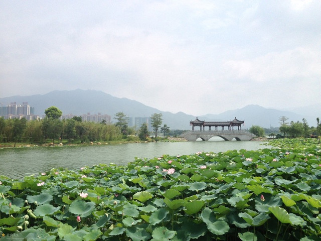 【飞来湖湿地公园】清远飞来湖湿地公园有三个特色,分别为一桥,两塔