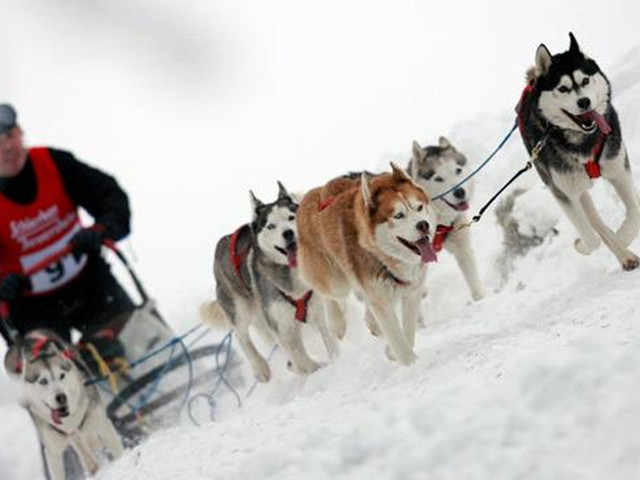 d7 第7天 黄刀镇 黄刀镇 上午睡到自然醒,中午后参加狗拉雪橇,在赛犬