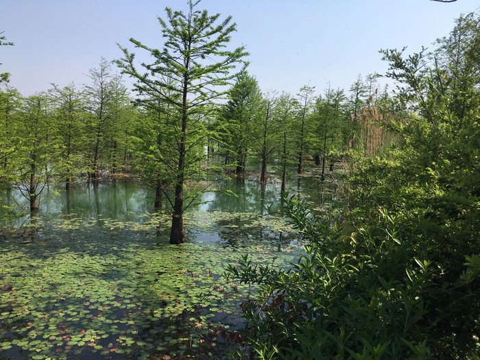 池杉,在湖面开出的喜悦花朵