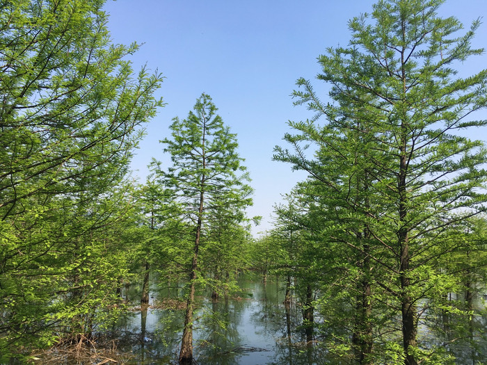 池杉,在湖面开出的喜悦花朵