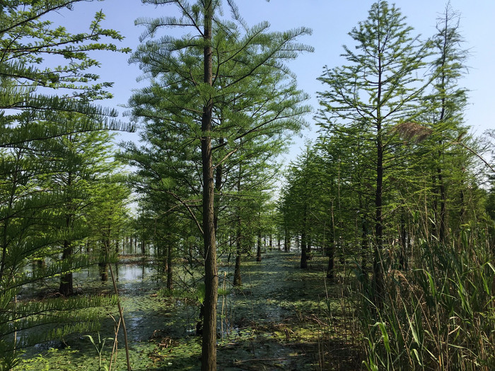 池杉,在湖面开出的喜悦花朵