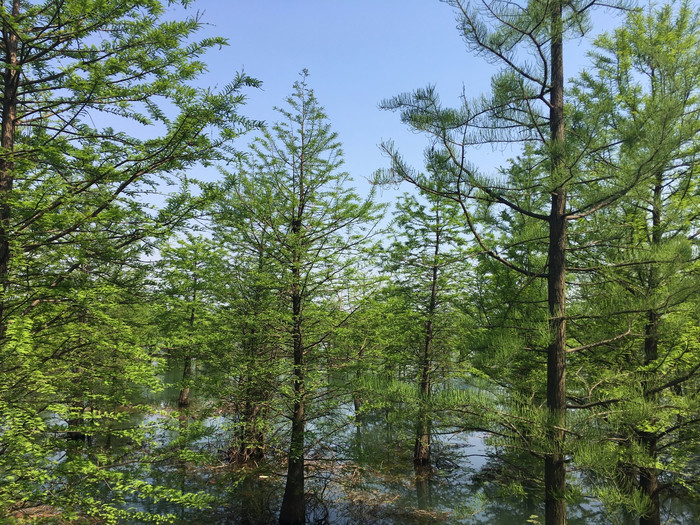 池杉,在湖面开出的喜悦花朵