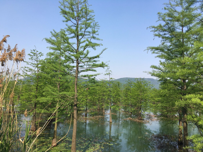 池杉,在湖面开出的喜悦花朵