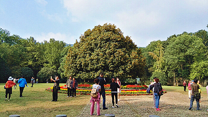 千年灵谷寺 万株桂花香(手机版)