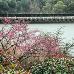 梅园3