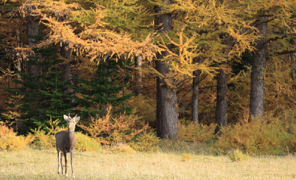 秋天去尼泊尔旅游是否推荐_秋天去尼泊尔旅游