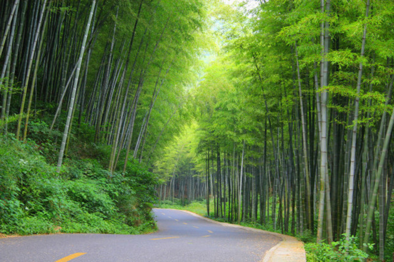 粑粑去哪儿了,撒欢宜兴竹海_宜兴竹海风景区游记_途牛