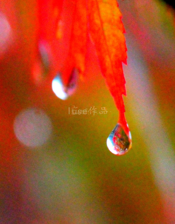 雨后的叶子上挂满了晶莹剔透的水珠