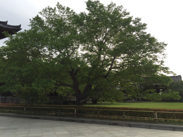 劳动节去奈良天气温度_劳动节去奈良景点推荐