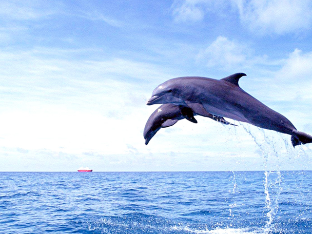 海豚追踪之旅