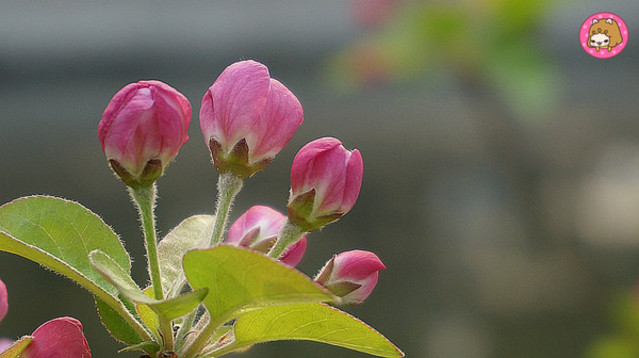 元大都公园除海棠花外,还有簇簇的桃花和小小花蕾挂满枝头的紫藤.