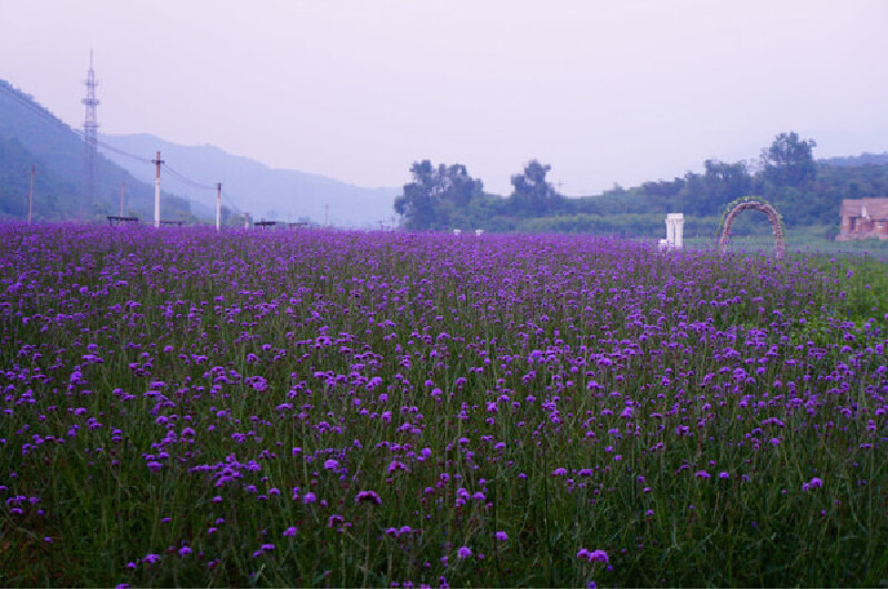 【北京】延庆四季花海,一个天然的大花园